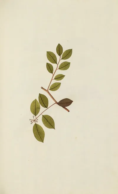 Selectarum Stirpium Americanarum Historia Pl 053