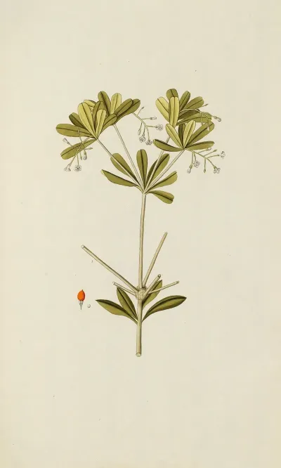 Selectarum Stirpium Americanarum Historia Pl 056