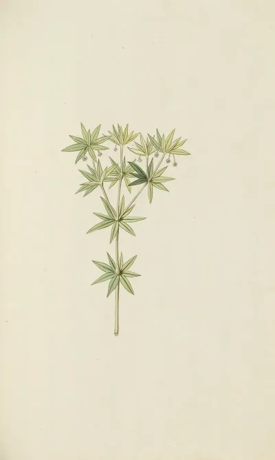 Selectarum Stirpium Americanarum Historia Pl 057