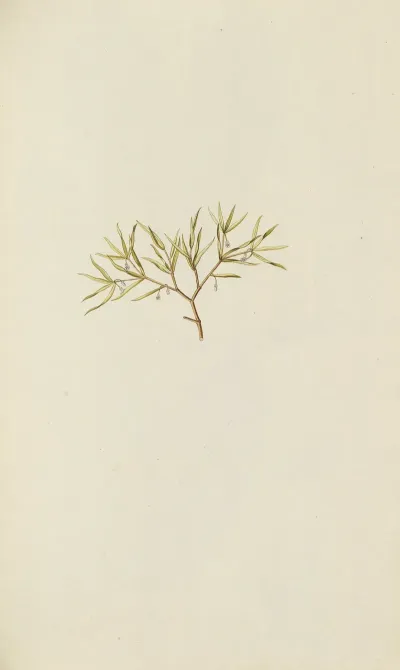 Selectarum Stirpium Americanarum Historia Pl 058
