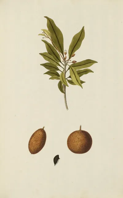 Selectarum Stirpium Americanarum Historia Pl 060