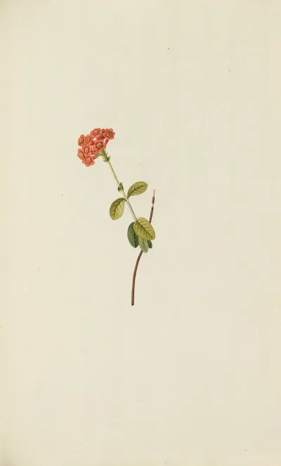 Selectarum Stirpium Americanarum Historia Pl 061