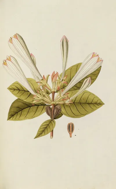 Selectarum Stirpium Americanarum Historia Pl 064