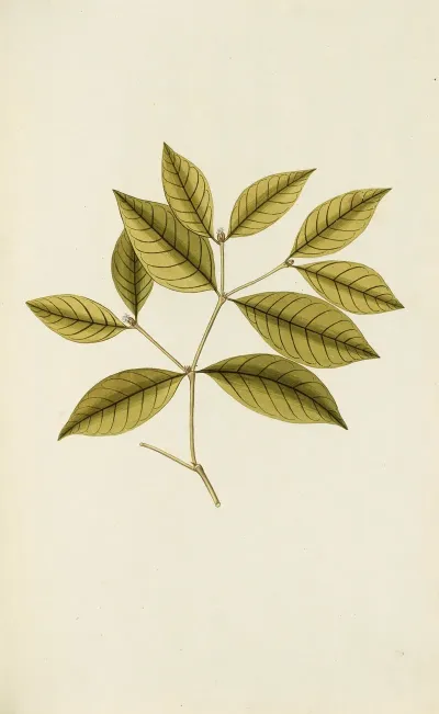 Selectarum Stirpium Americanarum Historia Pl 066