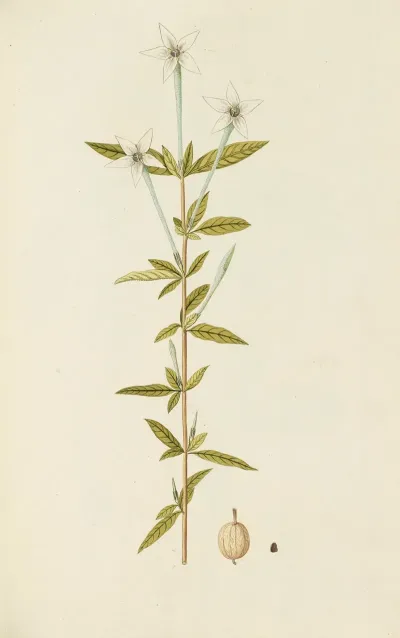 Selectarum Stirpium Americanarum Historia Pl 070
