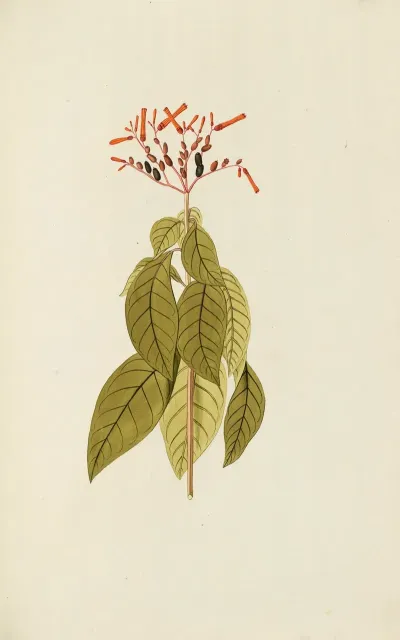 Selectarum Stirpium Americanarum Historia Pl 072