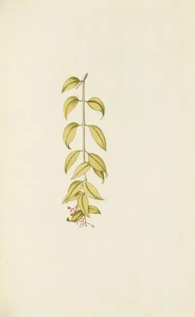 Selectarum Stirpium Americanarum Historia Pl 073