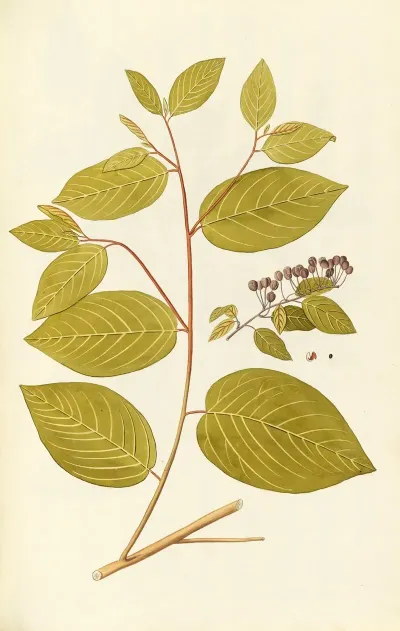 Selectarum Stirpium Americanarum Historia Pl 074