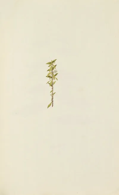 Selectarum Stirpium Americanarum Historia Pl 077