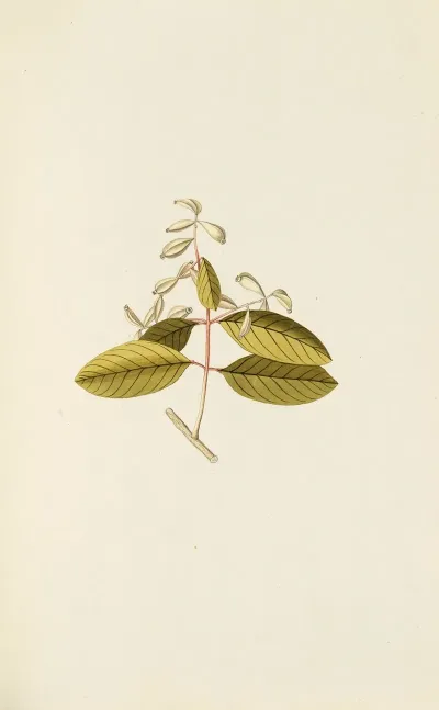 Selectarum Stirpium Americanarum Historia Pl 079