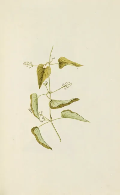 Selectarum Stirpium Americanarum Historia Pl 080