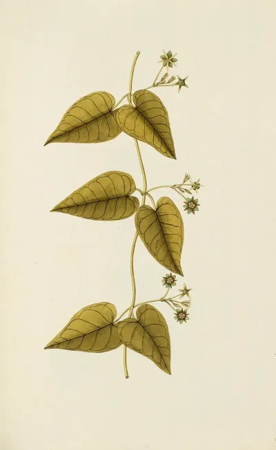Selectarum Stirpium Americanarum Historia Pl 081