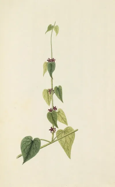 Selectarum Stirpium Americanarum Historia Pl 082