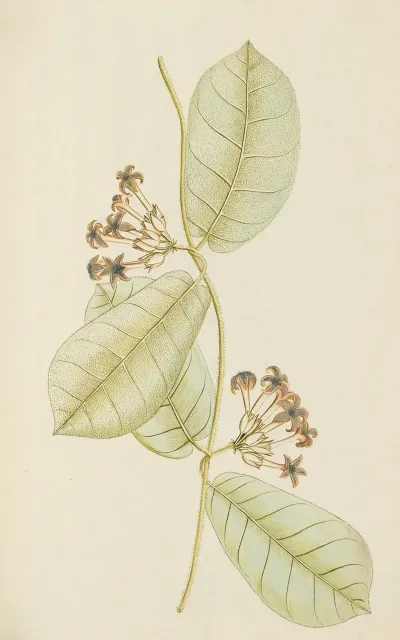 Selectarum Stirpium Americanarum Historia Pl 085