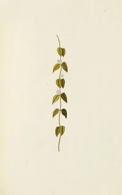Selectarum Stirpium Americanarum Historia Pl 086