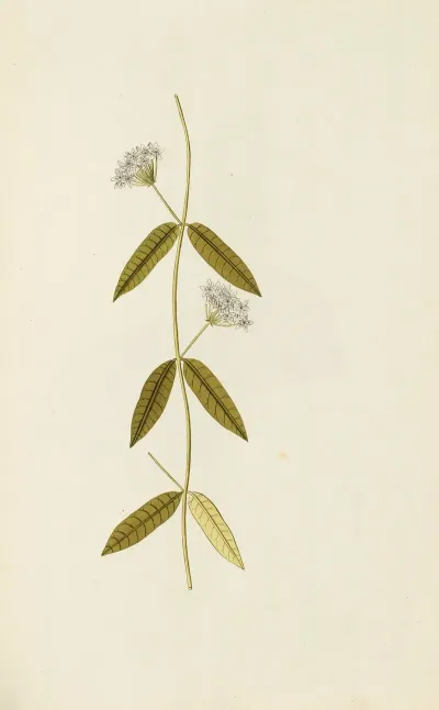 Selectarum Stirpium Americanarum Historia Pl 087
