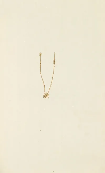 Selectarum Stirpium Americanarum Historia Pl 089