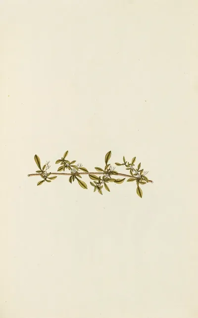 Selectarum Stirpium Americanarum Historia Pl 090