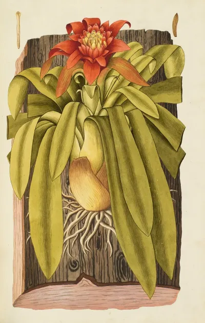 Selectarum Stirpium Americanarum Historia Pl 092