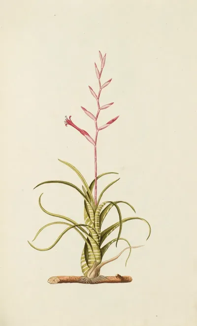 Selectarum Stirpium Americanarum Historia Pl 093