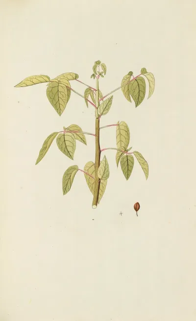 Selectarum Stirpium Americanarum Historia Pl 096