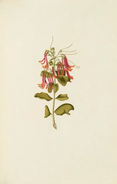 Selectarum Stirpium Americanarum Historia Pl 098