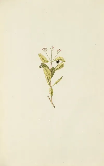 Selectarum Stirpium Americanarum Historia Pl 100