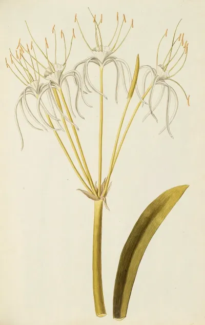 Selectarum Stirpium Americanarum Historia Pl 101
