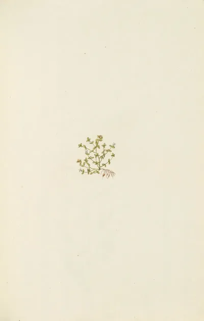 Selectarum Stirpium Americanarum Historia Pl 103