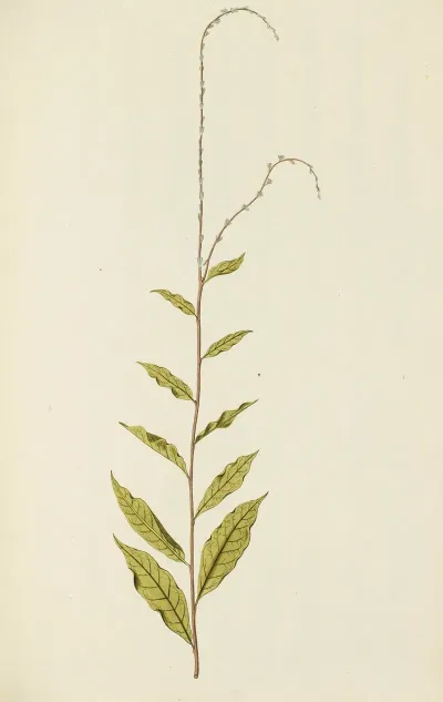 Selectarum Stirpium Americanarum Historia Pl 104