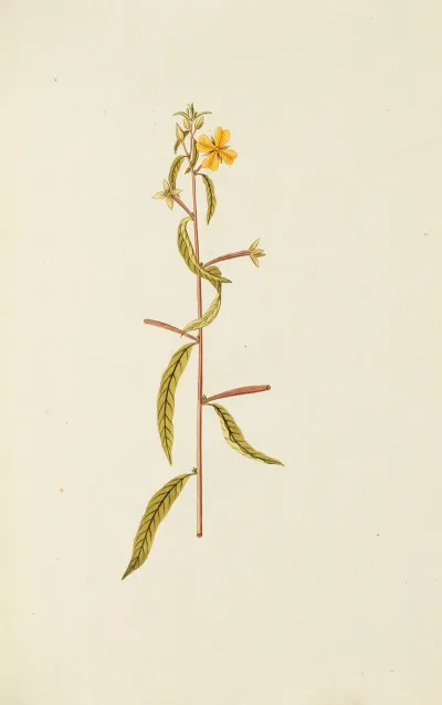 Selectarum Stirpium Americanarum Historia Pl 105