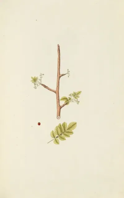 Selectarum Stirpium Americanarum Historia Pl 106
