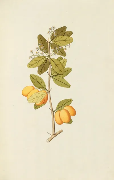 Selectarum Stirpium Americanarum Historia Pl 107