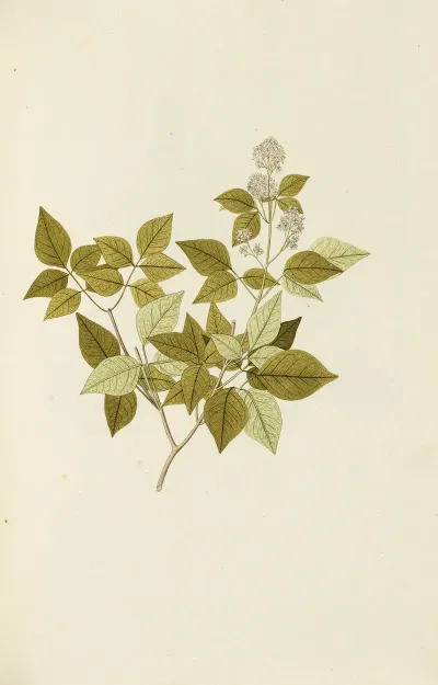 Selectarum Stirpium Americanarum Historia Pl 108