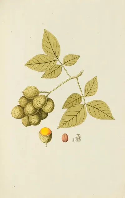 Selectarum Stirpium Americanarum Historia Pl 109