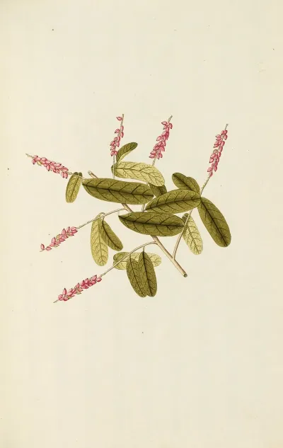 Selectarum Stirpium Americanarum Historia Pl 111