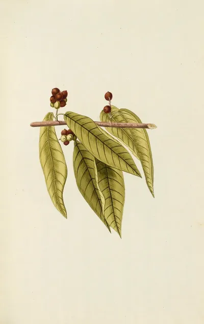 Selectarum Stirpium Americanarum Historia Pl 114