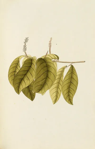 Selectarum Stirpium Americanarum Historia Pl 115