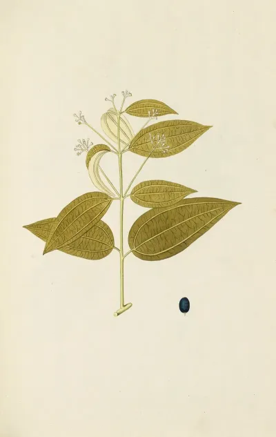 Selectarum Stirpium Americanarum Historia Pl 117