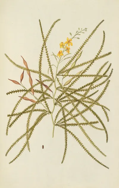 Selectarum Stirpium Americanarum Historia Pl 119