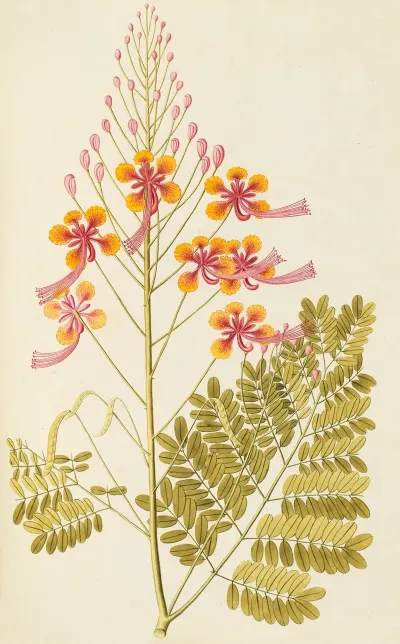Selectarum Stirpium Americanarum Historia Pl 120