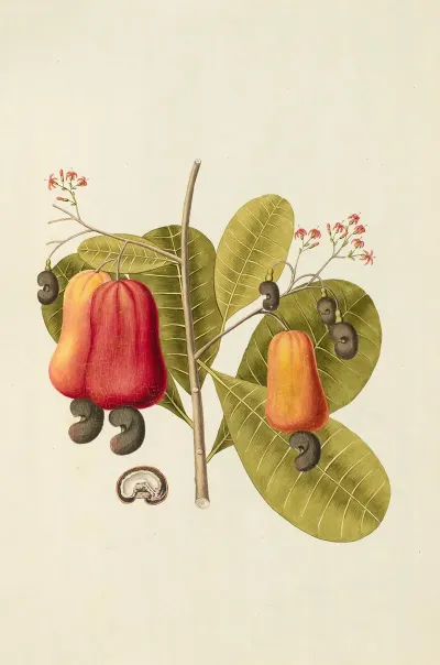 Selectarum Stirpium Americanarum Historia Pl 121