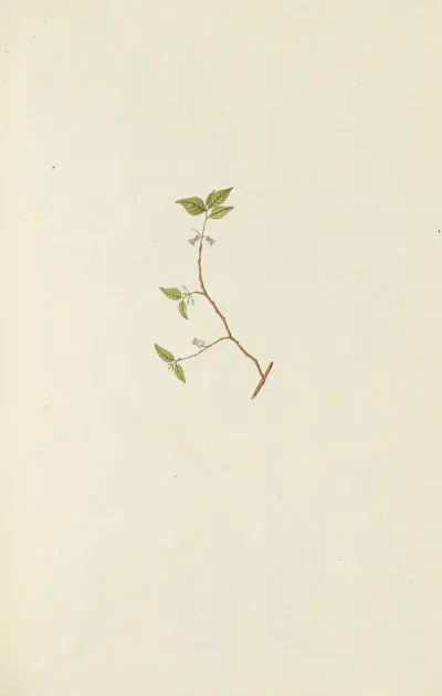Selectarum Stirpium Americanarum Historia Pl 127