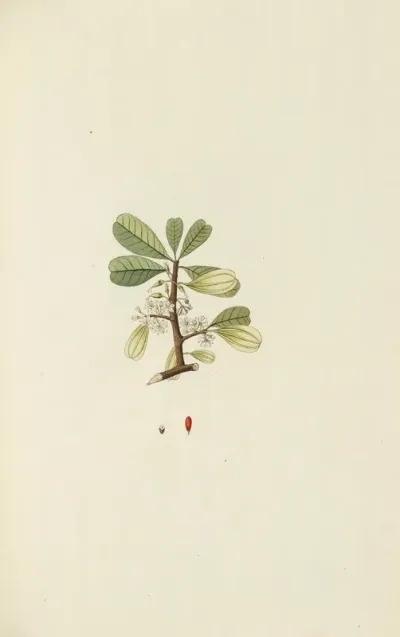 Selectarum Stirpium Americanarum Historia Pl 129