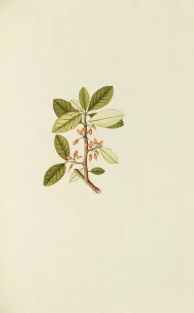 Selectarum Stirpium Americanarum Historia Pl 130