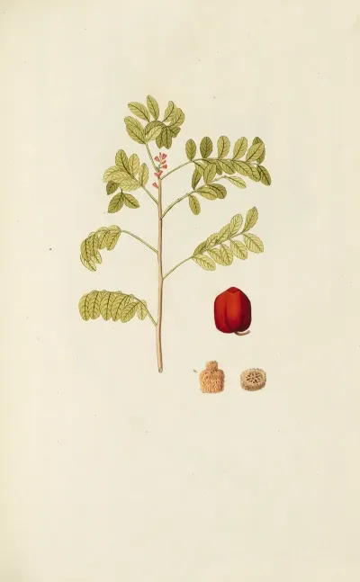 Selectarum Stirpium Americanarum Historia Pl 131