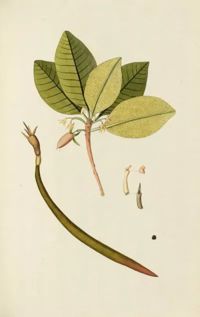 Selectarum Stirpium Americanarum Historia Pl 132