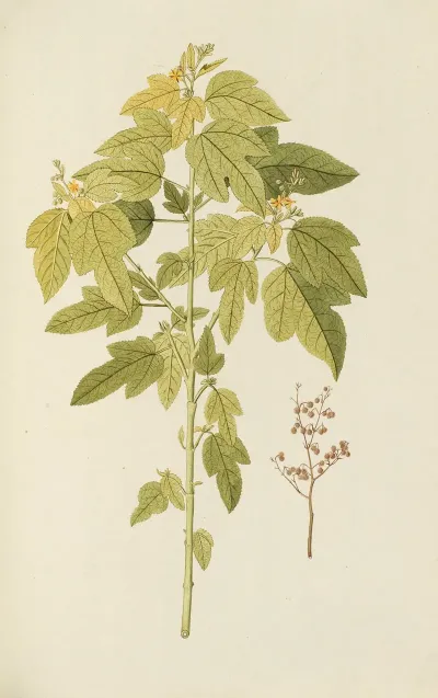 Selectarum Stirpium Americanarum Historia Pl 133