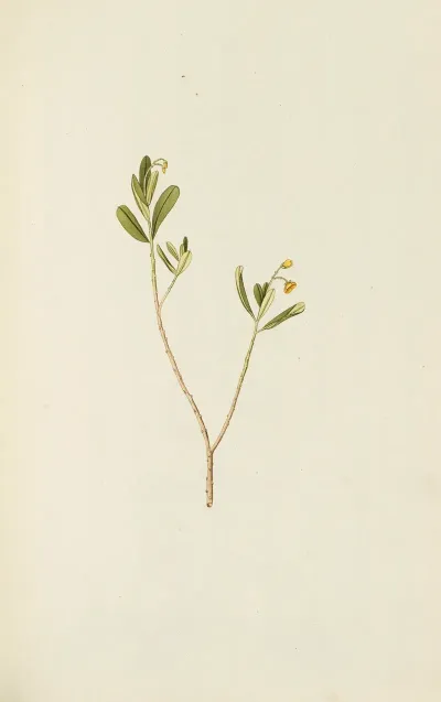 Selectarum Stirpium Americanarum Historia Pl 135