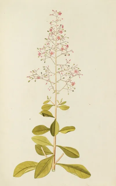 Selectarum Stirpium Americanarum Historia Pl 136